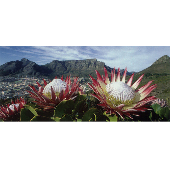 Diamond Painting DIY Kit,Full Drill, 40x90cm- Table Mountain and Proteas