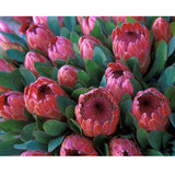 Diamond Painting DIY Kit,Full Drill, 50x40cm- Special Pink Ice Proteas
