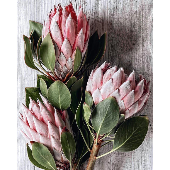 Diamond Painting DIY Kit,Full Drill, 50x40cm- Proteas on Wooden Background (New Tool Set)