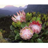 Diamond Painting DIY Kit,Full Drill, 50x40cm- Proteas on Mountain