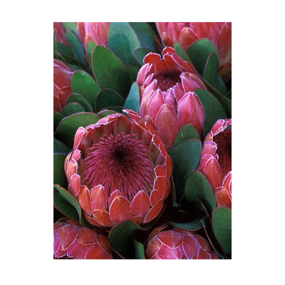 Diamond Painting DIY Kit,Full Drill, 40x30cm- Special Pink Ice Proteas